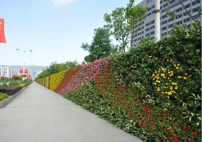 植物墙，郑州城市绿雕施工工程，郑州园林绿化企业